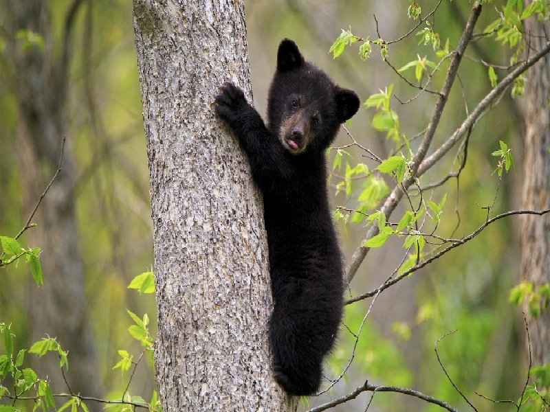 妇科amh数值试管（塑料试管透明液体）